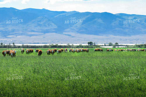 Hereford Cattle in Pasture 81122