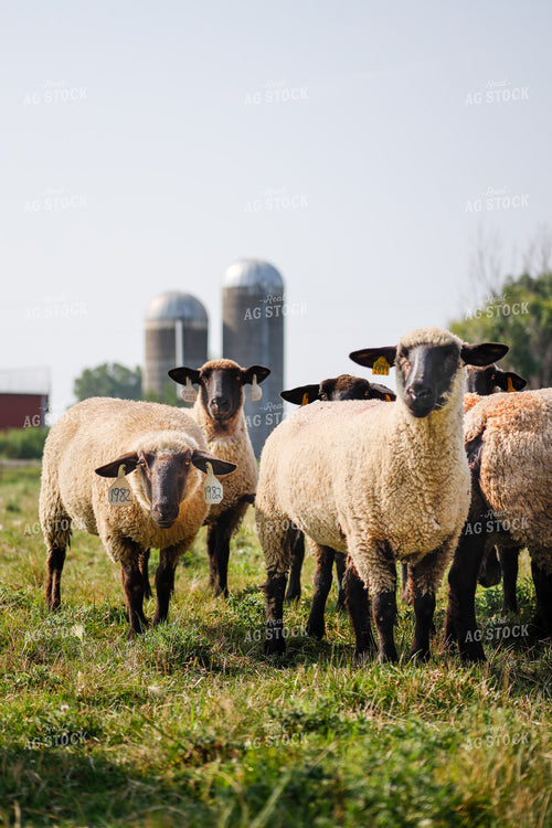 Sheep 261002