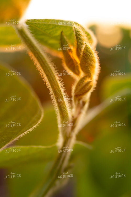 Soybeans - Mid-Season 1480