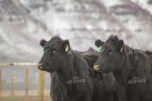 Angus Cattle in Snowy Pasture 78127