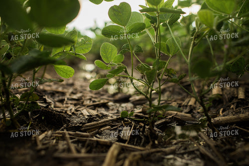 Wet R1 Soybean Field After Rain 6281