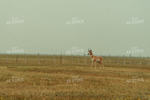 Wildlife in Pasture 58153