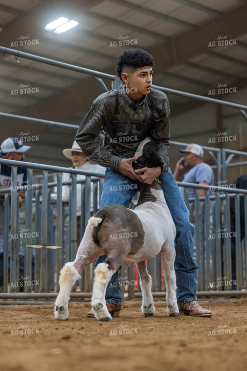 Showing Goats  98049