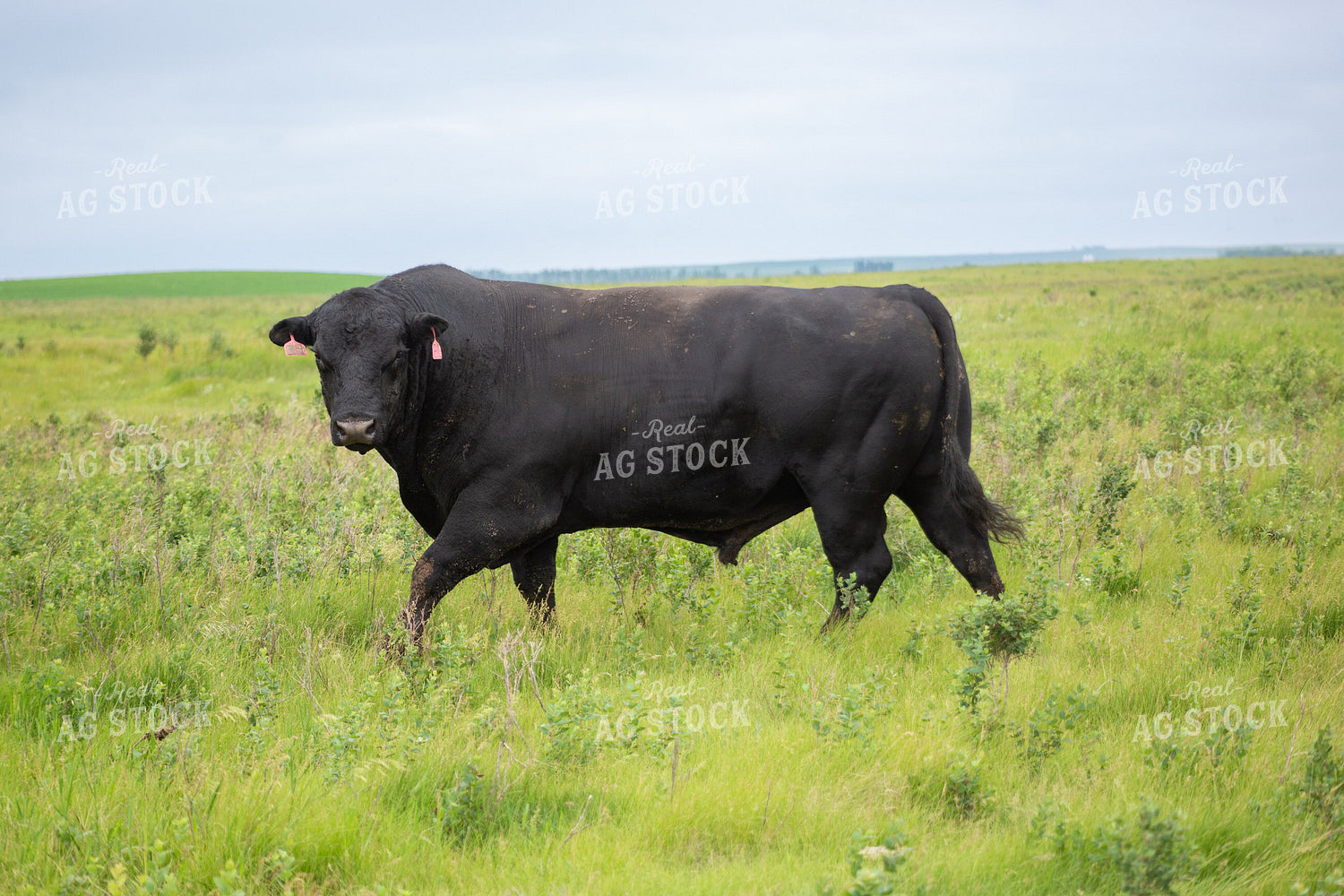 Black Angus Bull 155604