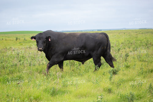 Black Angus Bull 155604