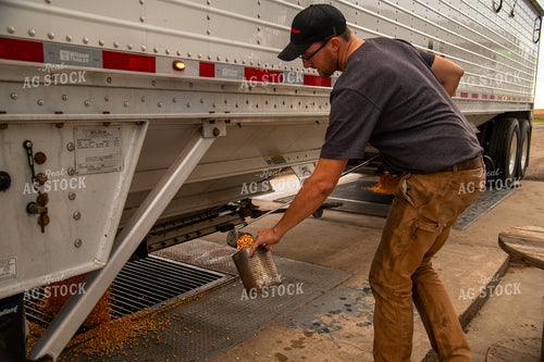 Farmer Collecting Corn to Test Moisture from Hopper Bottom Semitruck Unloading into On-farm Storage Pit 25543