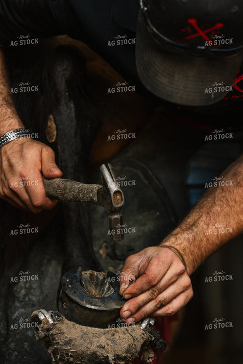 Farrier Fitting Horseshoes 52734