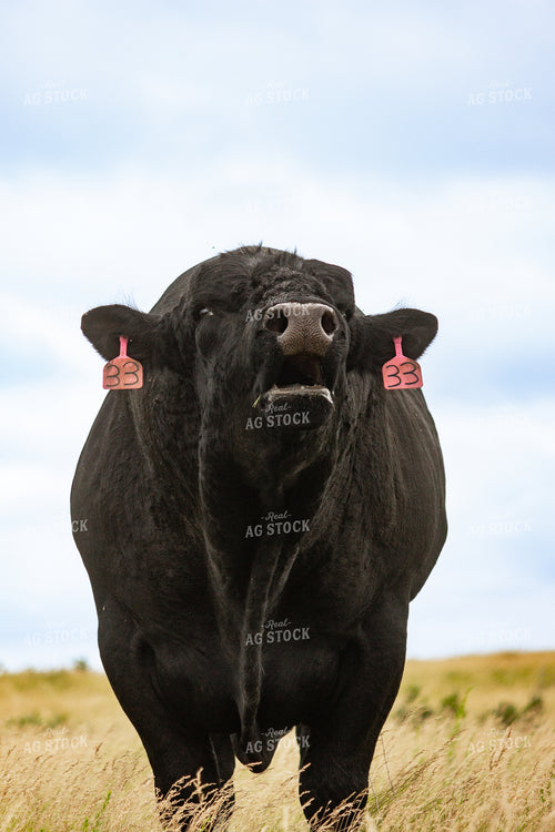 Angus Bull 155262
