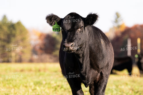 Black Angus Cow in Pasture 68159