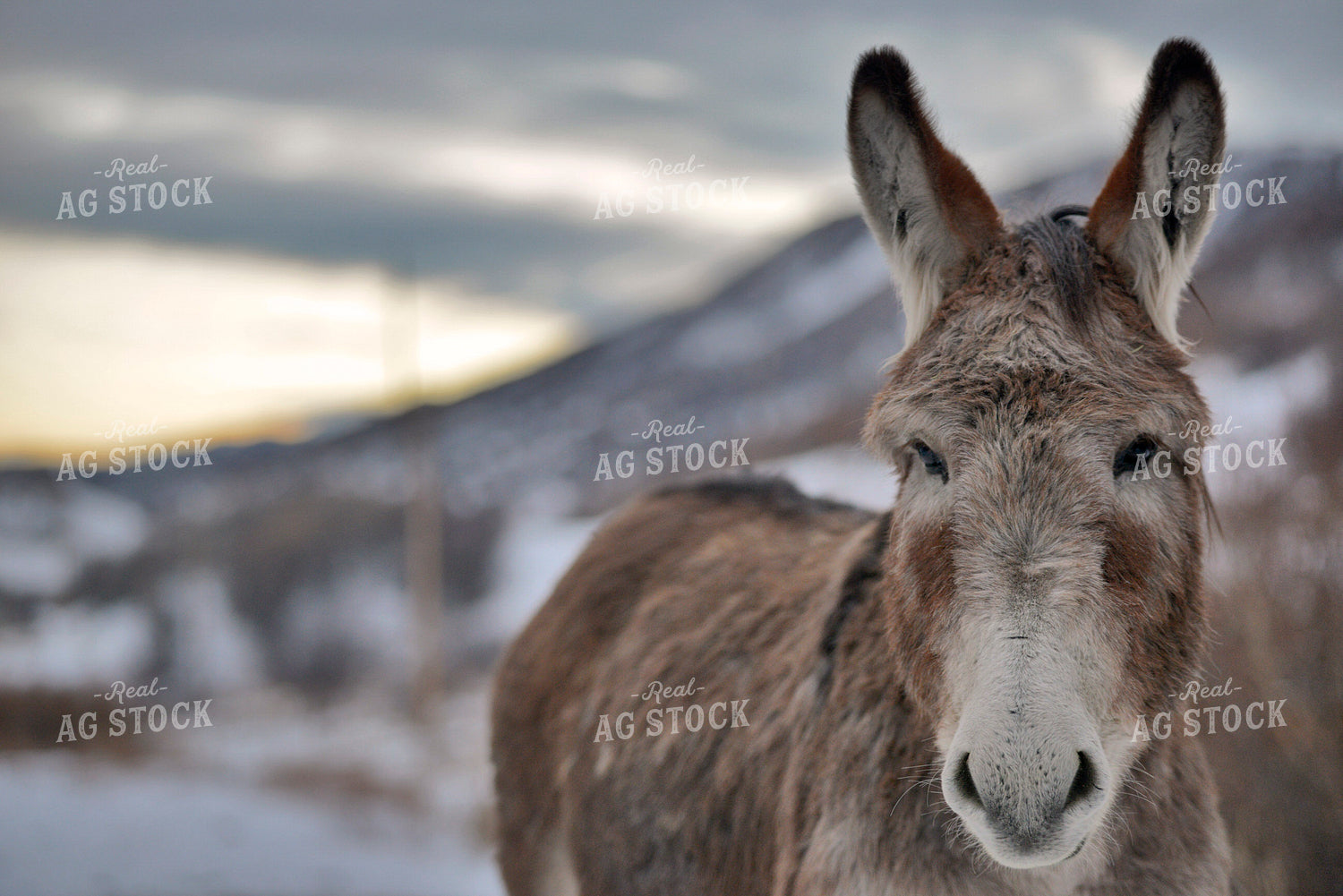 Donkey 110026