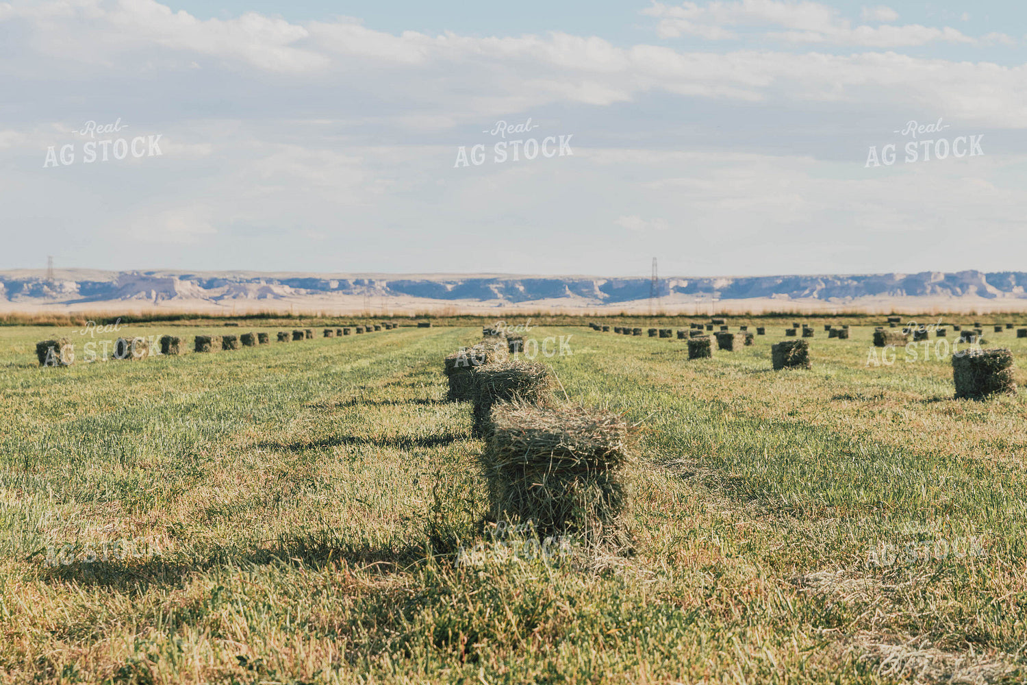 Square Bales in Hay Field 61067