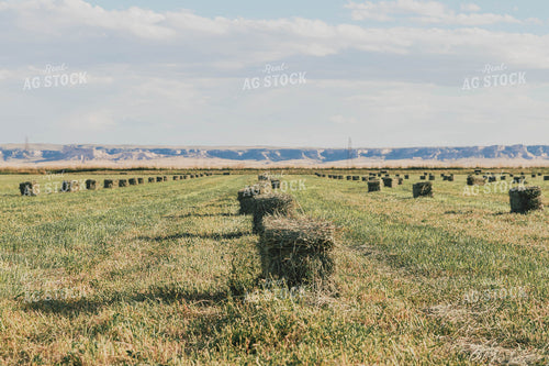 Square Bales in Hay Field 61067
