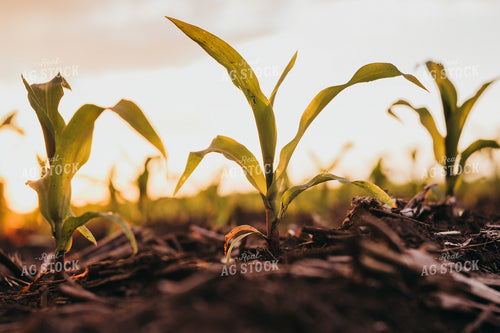 Early Stage Corn at Sunset 4326