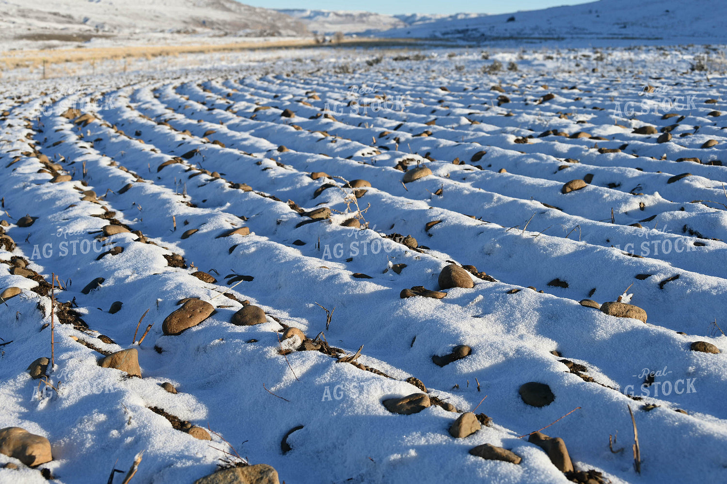 Snow on No Till Field 253025