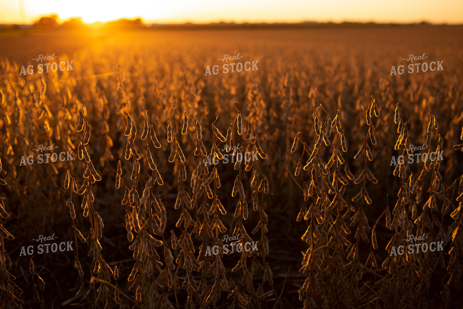 Soybeans - Dry 2475