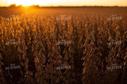 Soybeans - Dry 2475