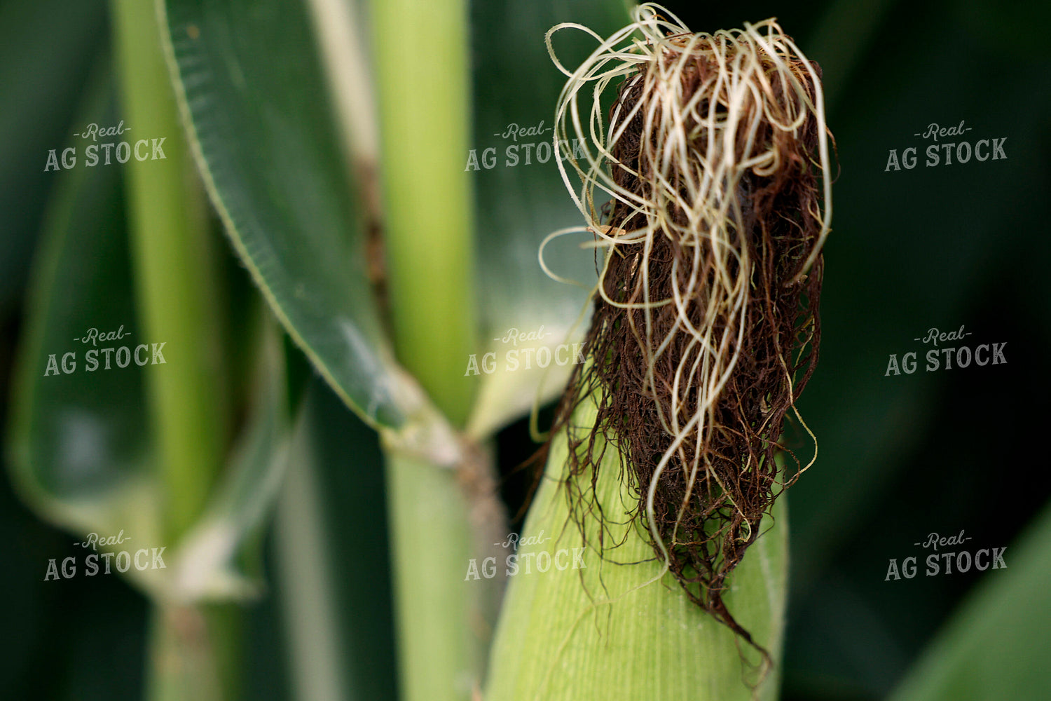 Corn Silks 129140