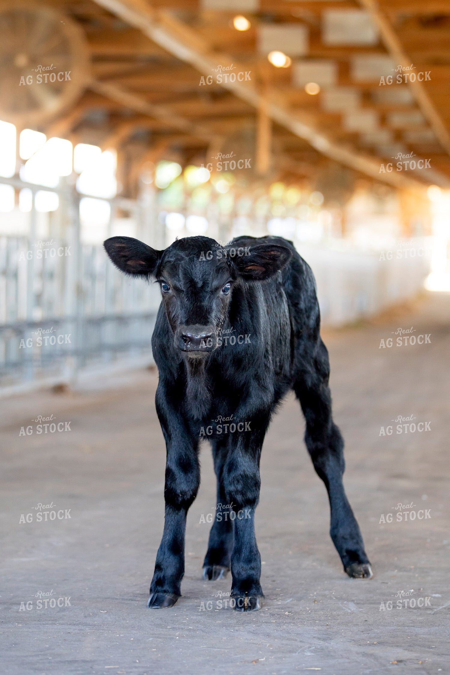 Beef on Dairy Calf 55257