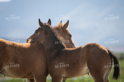 Foals 78215