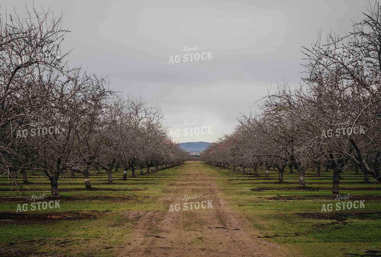 Almond Orchard 180018