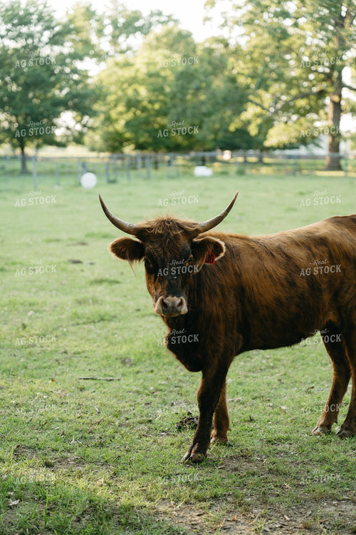 Cattle on Pature 125302