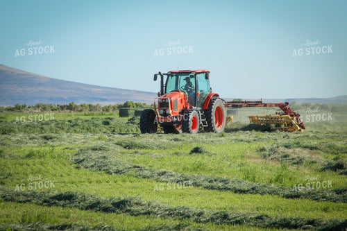 Raking / Windrowing Summer Hay Alfalfa and Mixed Grass 78131