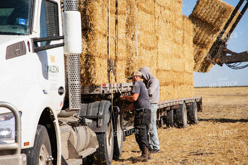 Farmer Securing Hay Bales 152583