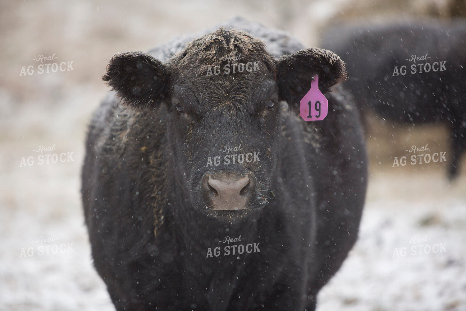 Cattle 1679