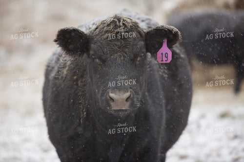 Cattle 1679