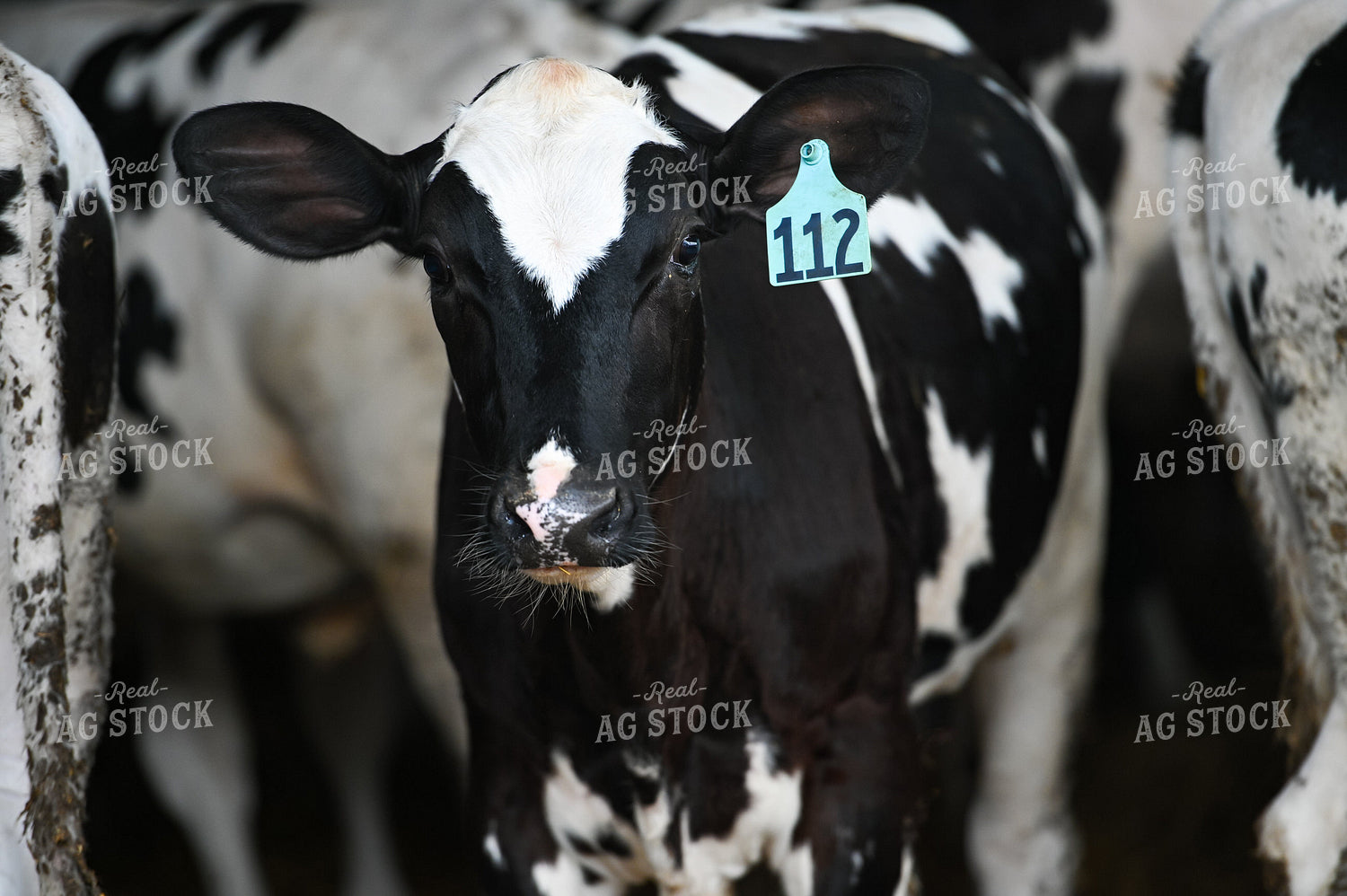 Holstein Cattle in Barn 90100