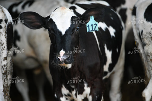 Holstein Cattle in Barn 90100