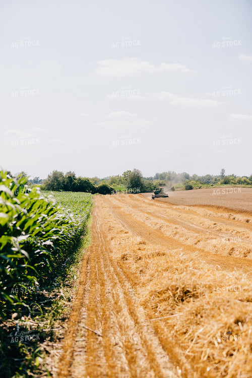 Wheat Harvest 178032