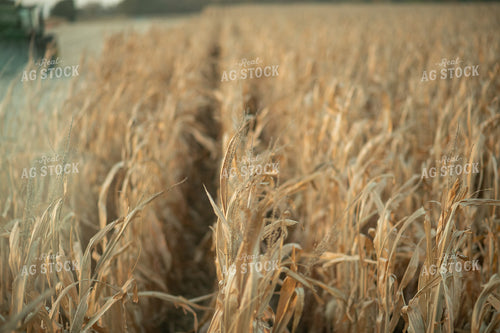 Dried Corn Field 76340