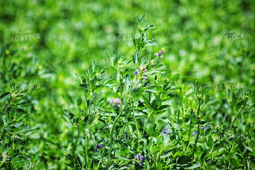 Flowering Alfalfa Field 141311
