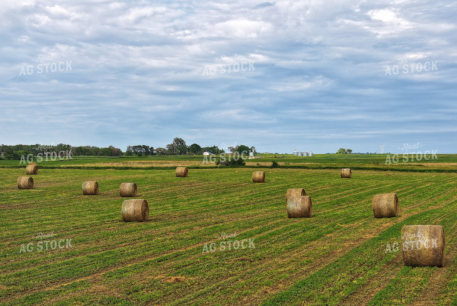 Round Bales in Field 141293