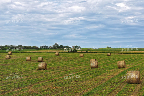 Round Bales in Field 141293