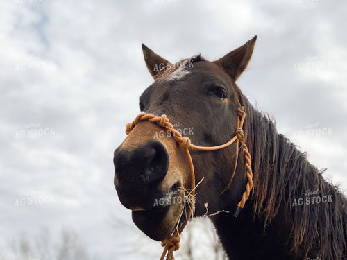 Horse 179000
