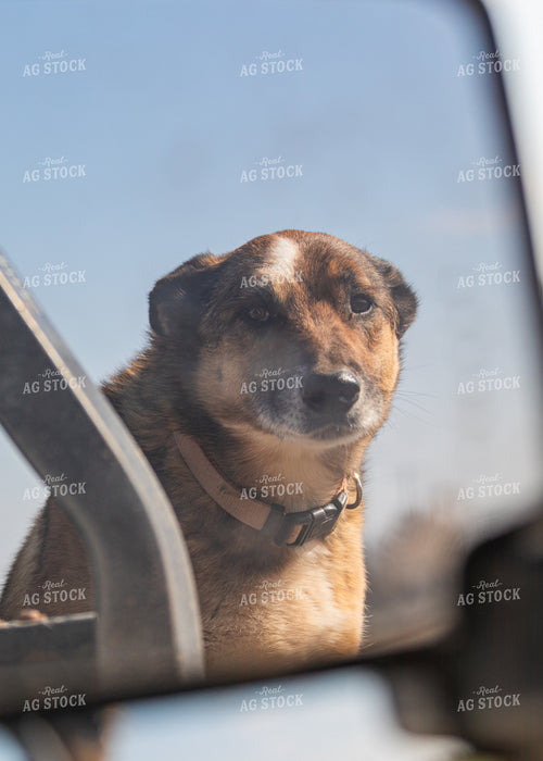 Farm Dog 231111