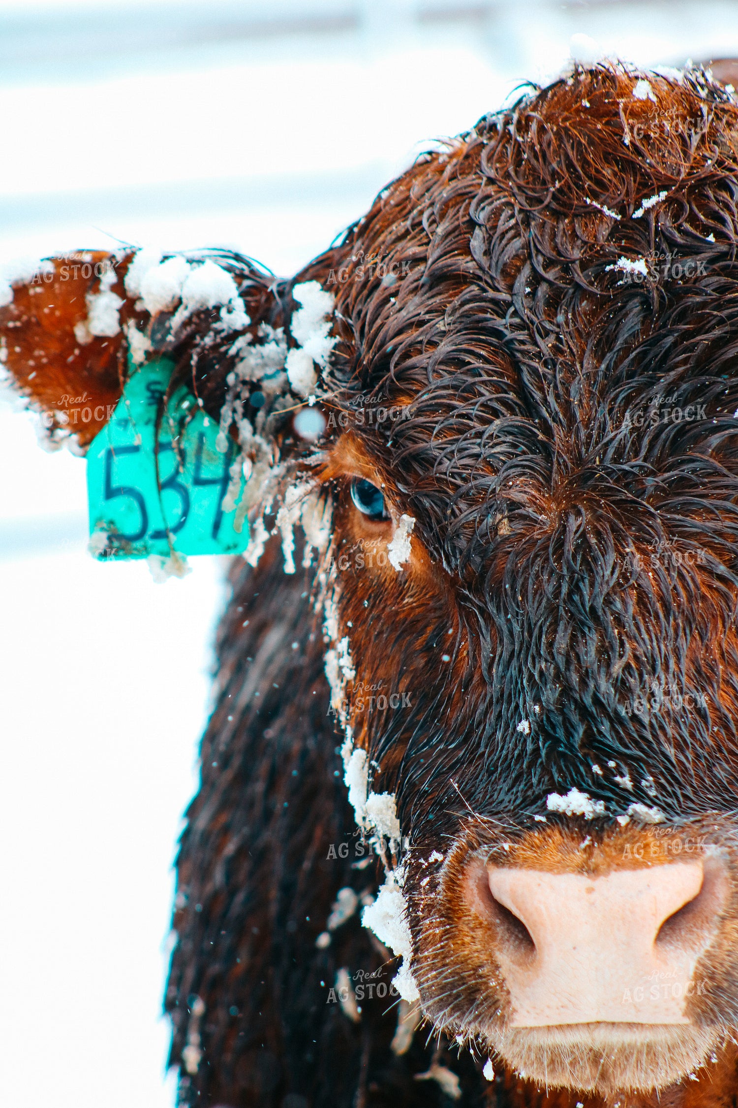Red Angus in Snow 214021