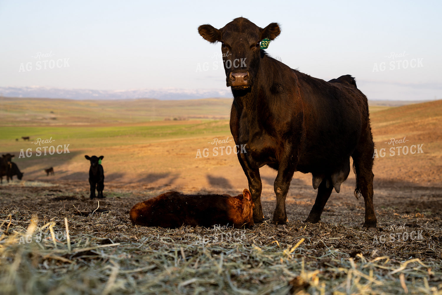 Black Cow and Calf Resting in Scenic Rural Pasture 65381