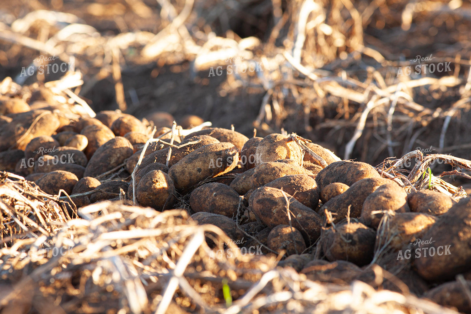 Potato Windrows 132189