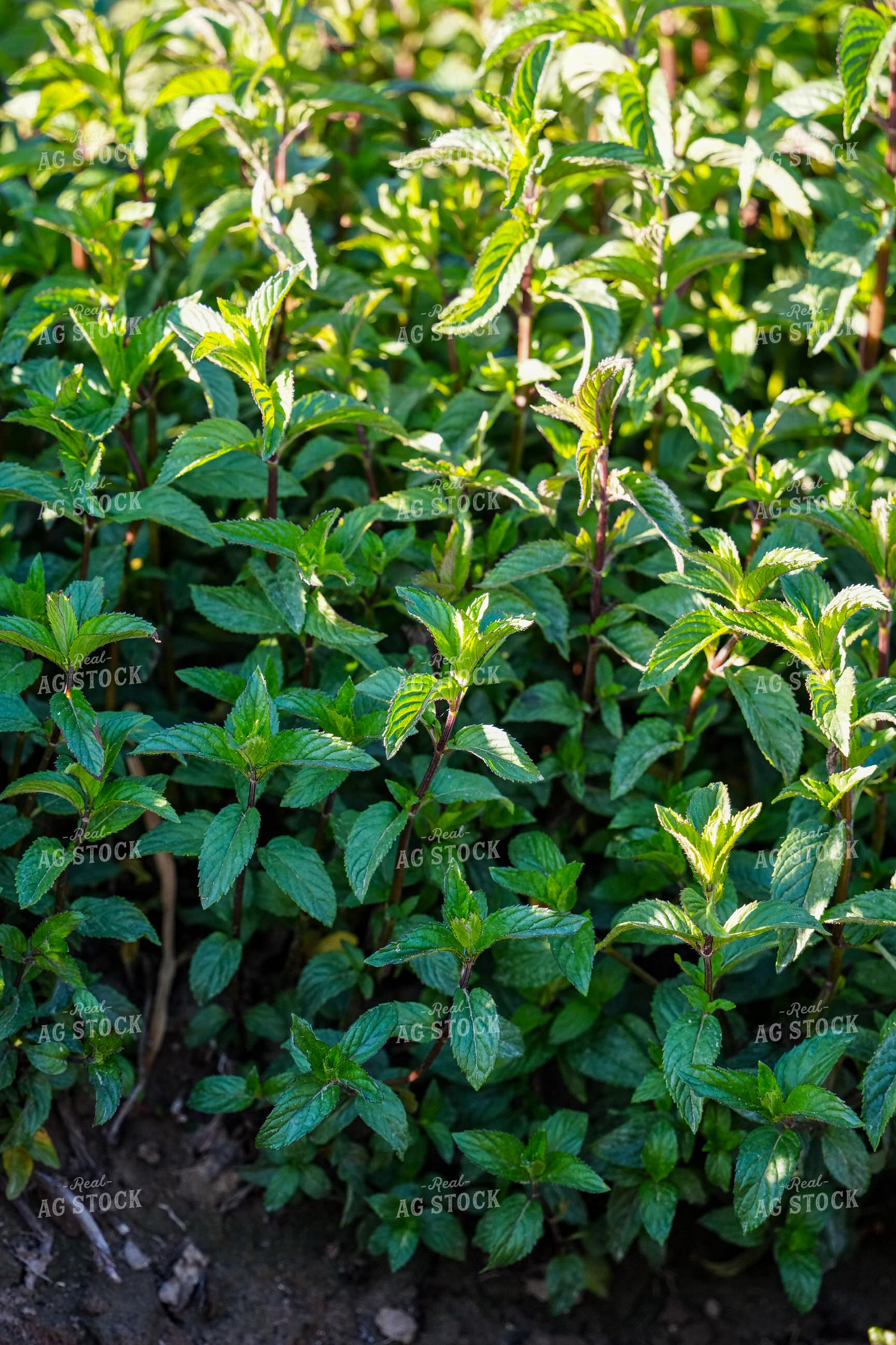 Mint Field 65803