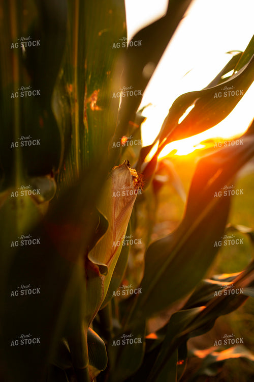 Corn - Mid-Season 2339