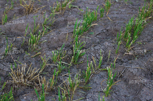 Cut Hay Field 82121
