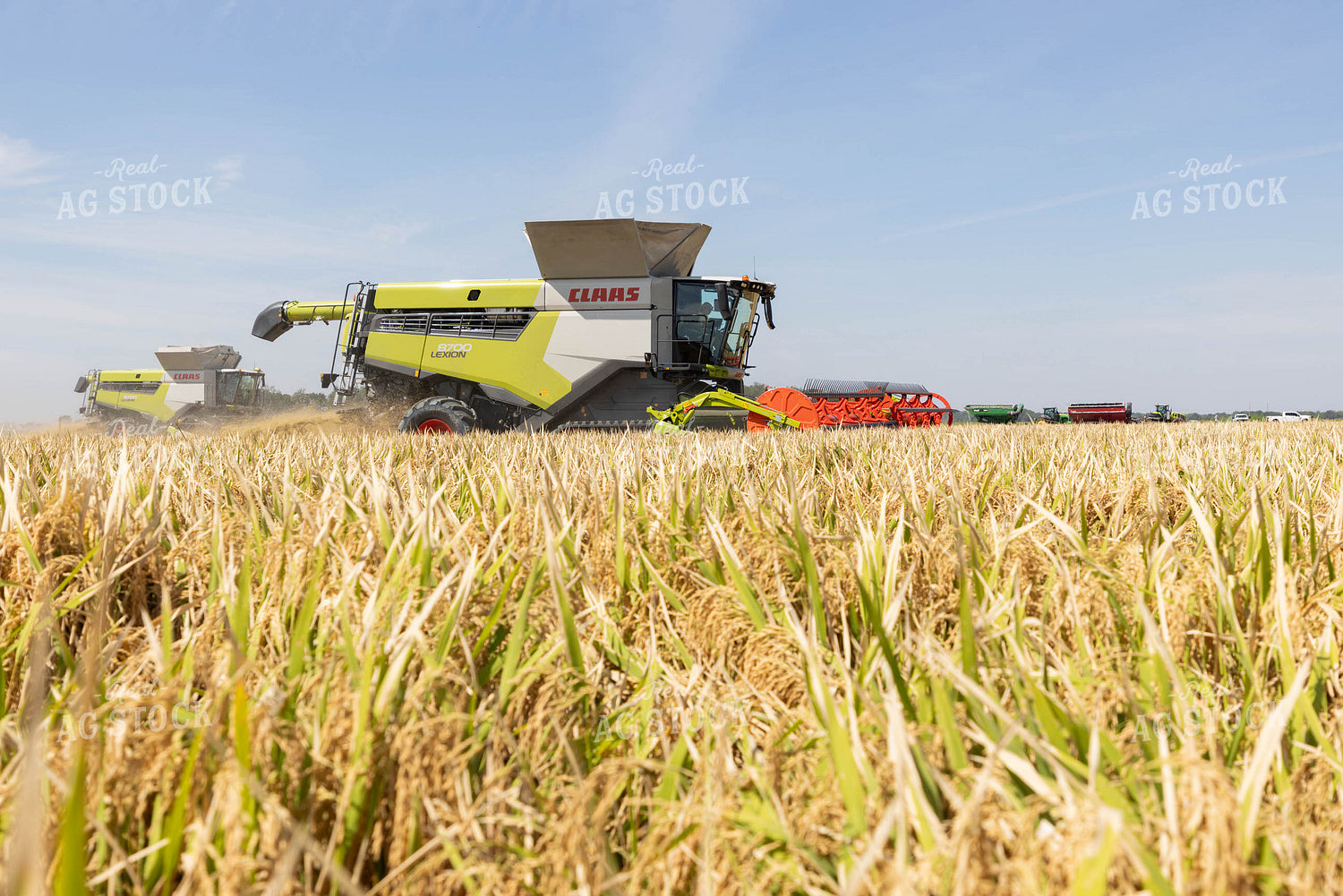 Rice Harvest 79722