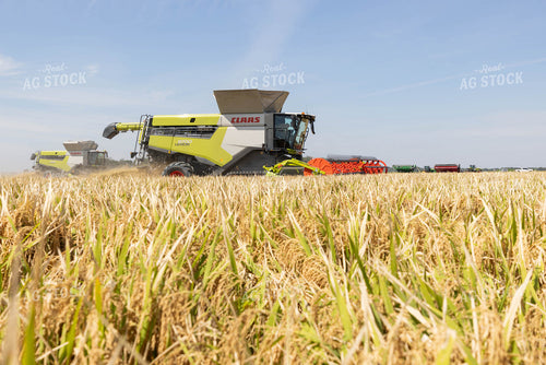 Rice Harvest 79722