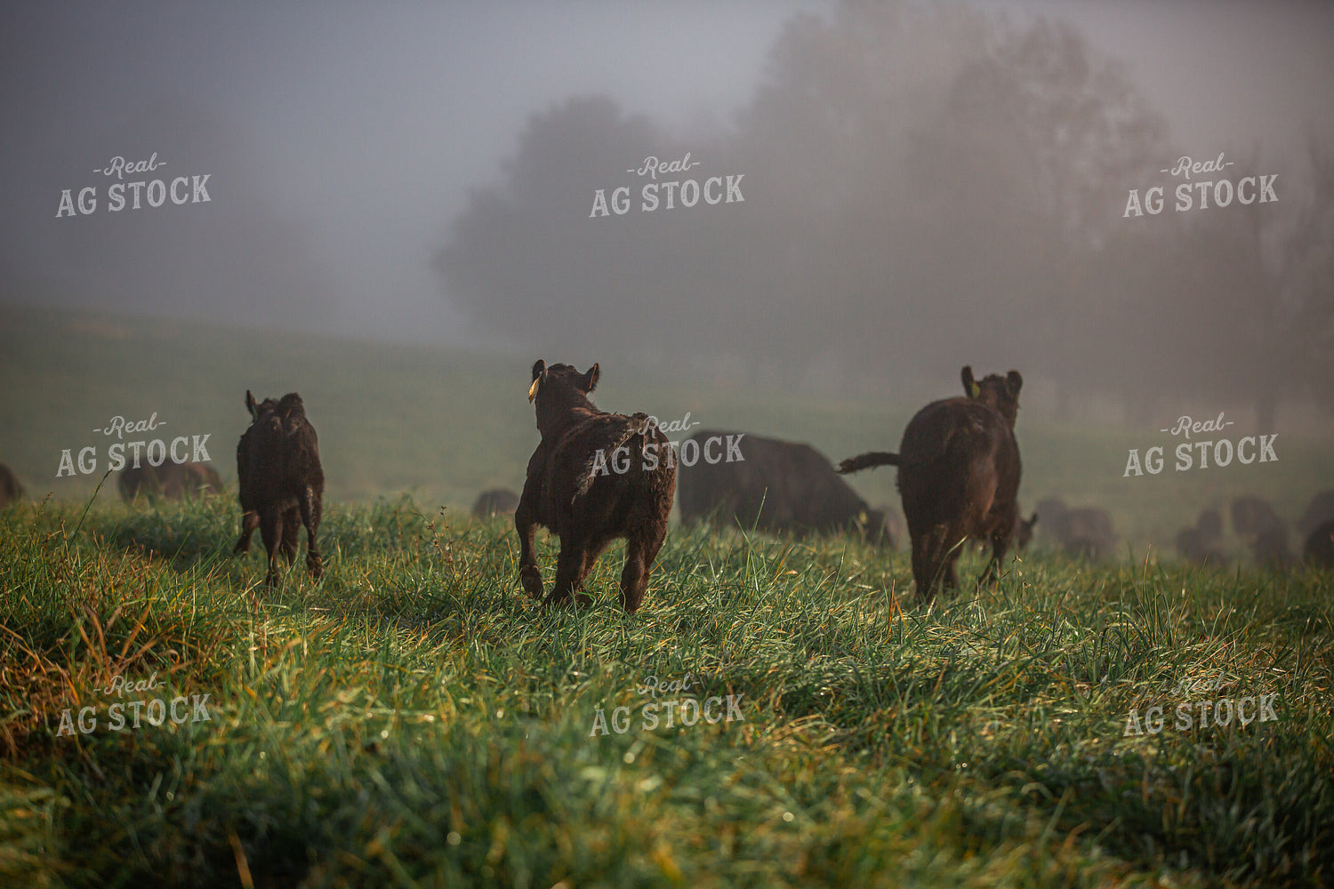 Angus Calves on Foggy Pasture 270431