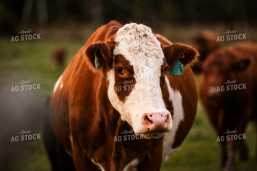 Hereford Cattle 195004