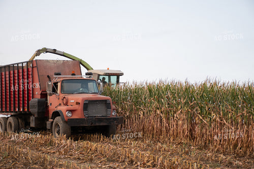 Silage Harvest 50251