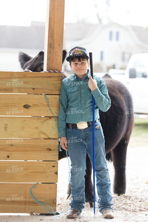 Showing Cattle 52831